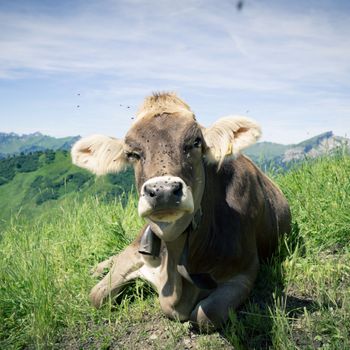 Milchwirtschaft - Lactipar SA Obernau
